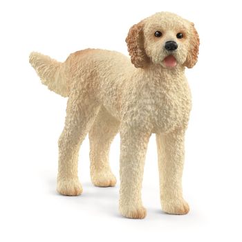 SHL13939 - Hund Goldendoodle