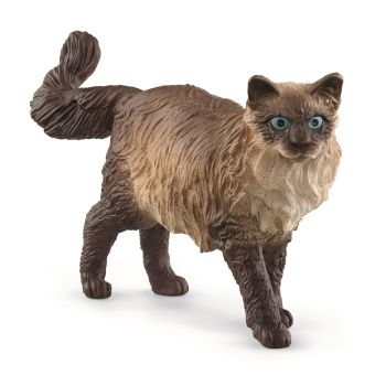 SHL13940 - Ragdoll-Katze