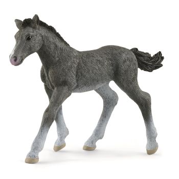 SHL13944 - Fohlen Trakehnen