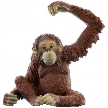 SHL14775 - Orang-Utan Weiblich