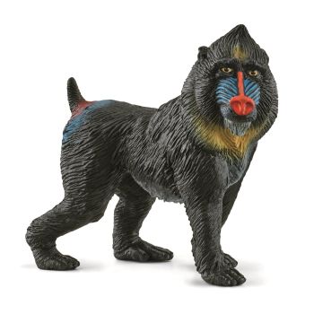 SHL14856 - Leguan