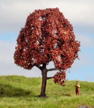 NOC20151 - Rotbuche 10 cm