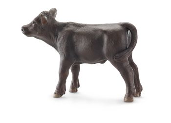 SHL13768 - Angus Kalb