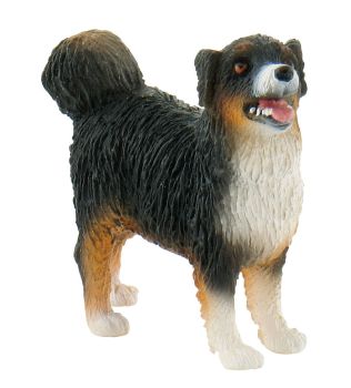 BUL62603 - AUSTRALISCHER HIRTE