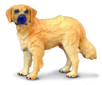 COLL88116 - Golden Retriever-Hund