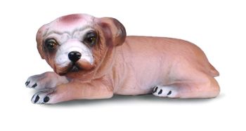 COLL88180 - Welpe der englischen Bulldogge; der sich hinlegt