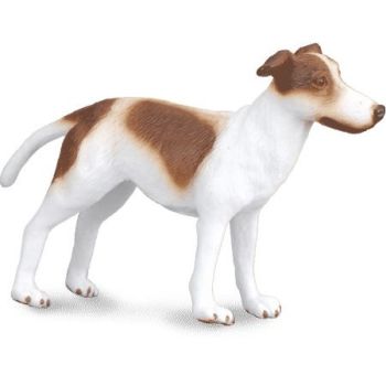 COLL88188 - Greyhound-Welpe