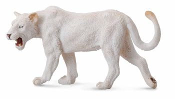 COLL88549 - White Lioness
