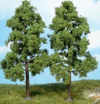 HEK1712 - 2 Buchen 18 cm