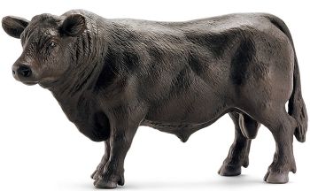 SHL13766 - Angus-Stier