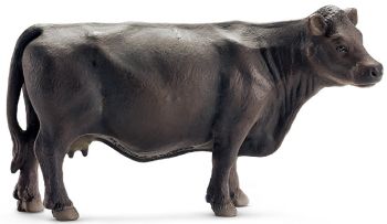 SHL13767 - Angus-Kuh