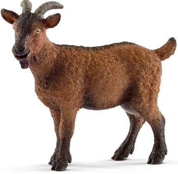 SHL13828 - Ziege