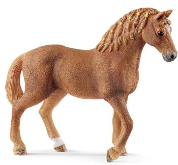 SHL13852 - Quarter Horse Stute