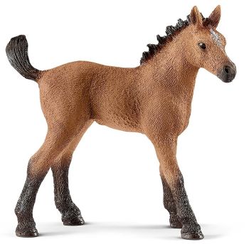 SHL13854 - Quarter Horse Fohlen