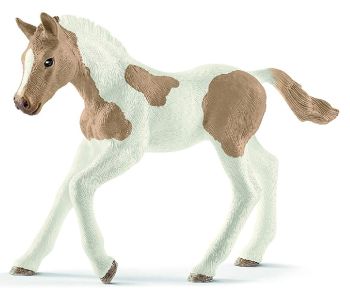 SHL13886 - Paint Horse Fohlen