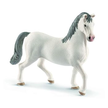 SHL13887 - Lipizzaner Hengst