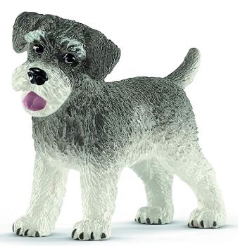 SHL13892 - Zwergschnauzer