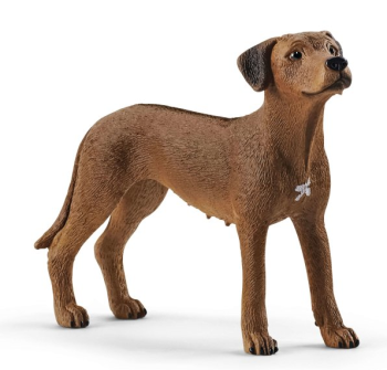 SHL13895 - Rhodesian Ridgeback-Hund