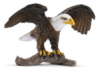 SHL14780 - Weißkopfseeadler
