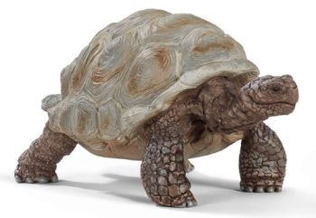 SHL14824 - Riesenschildkröte