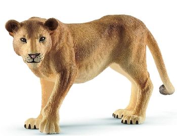 SHL14825 - Löwin