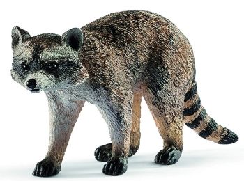 SHL14828 - Waschbär